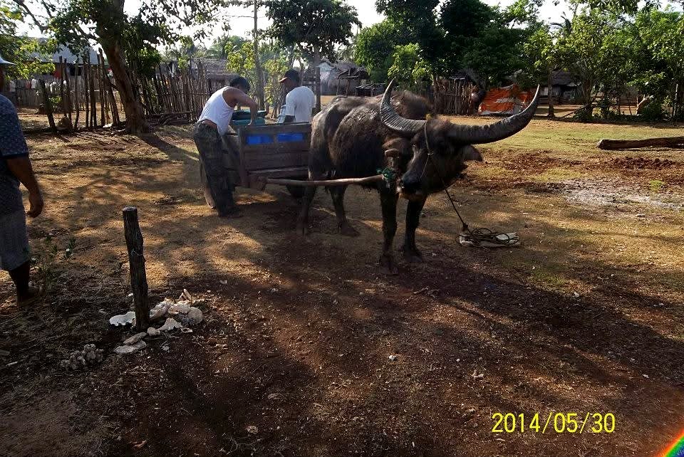 A carabao and wagon arrived to help carry supplies to Bro. Manny 's home where we are stay.